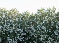 《市井聖徒》：何謂屬靈人？