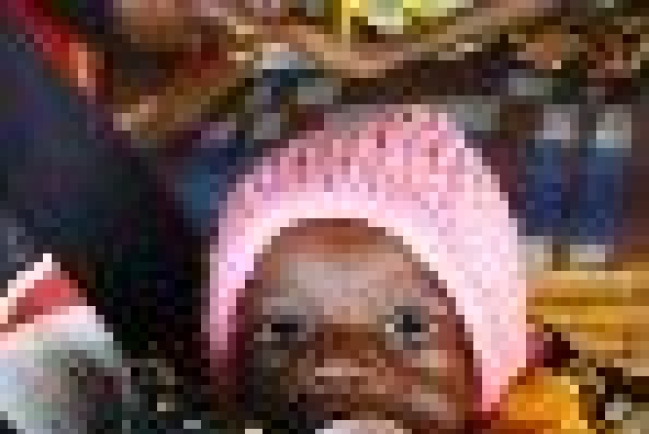 聯合國公佈每日有18,000兒童飢餓而死