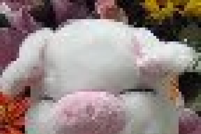 明天我要和隻豬結婚了