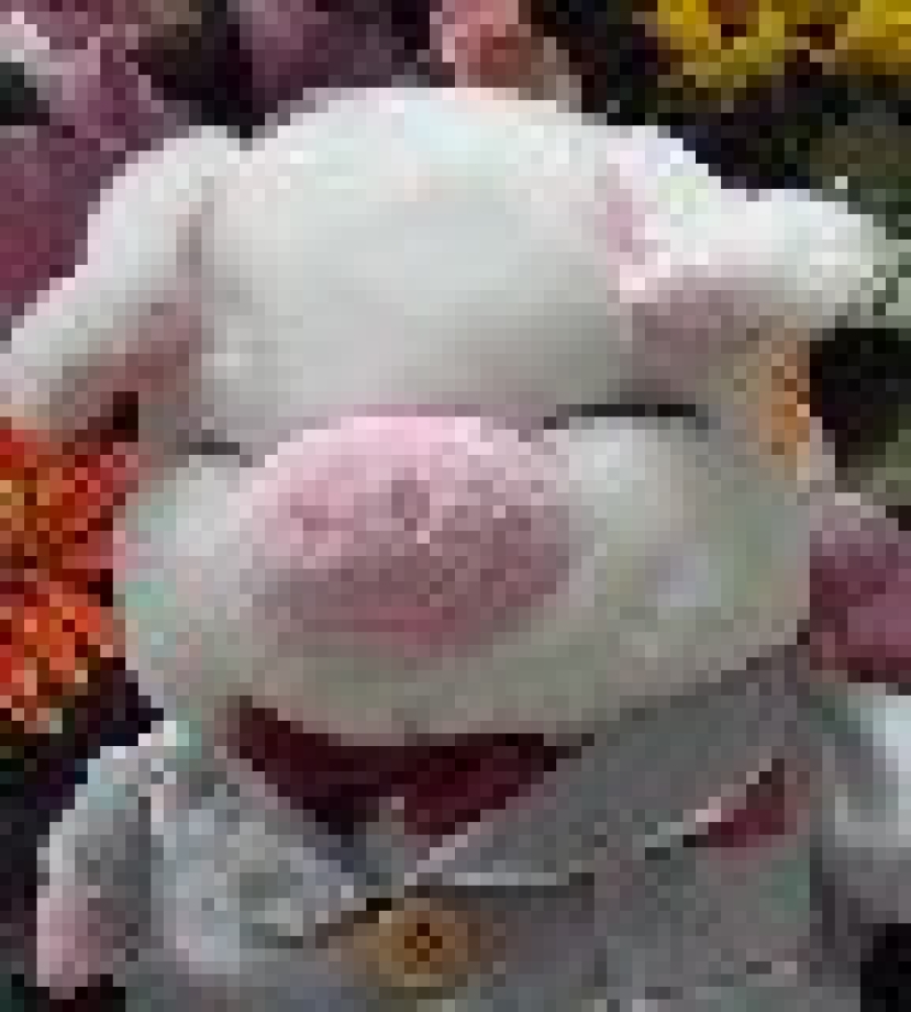 明天我要和隻豬結婚了