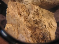 疑是方舟化石於蘇黎世化驗年期