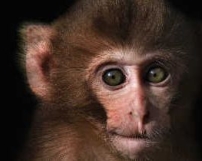 美科學家克隆出猴子胚胎 再次觸發人類克隆問題爭議