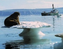 不少亞洲大城面臨氣候變化和海水上漲威脅