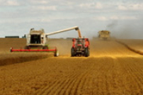 2008年全球糧食產量創新高 33國卻仍待糧援