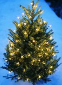 英國回收聖誕樹 再生綠色能源