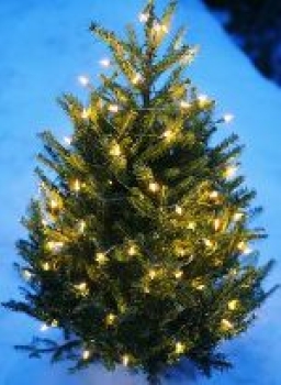 英國回收聖誕樹 再生綠色能源