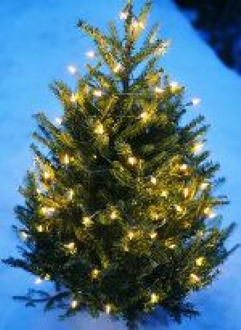 英國回收聖誕樹 再生綠色能源