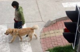 呂sir：親親導盲犬