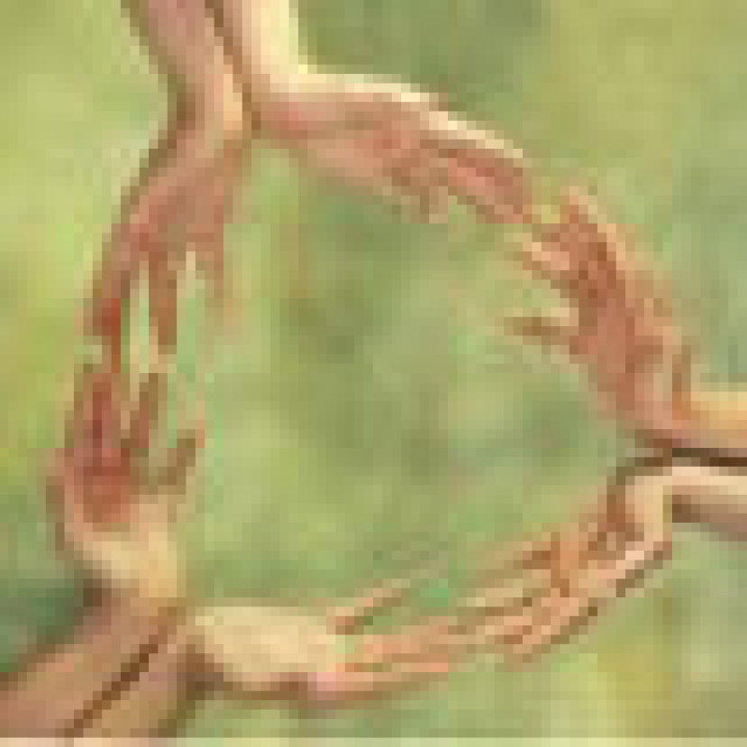 【生命圓舞曲】心靈鐘聲