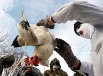 禽流感病毒變種將人傳人  研究結果公開引爭議