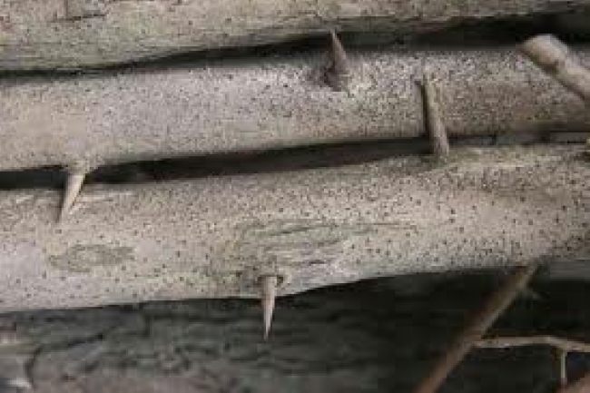 林豪恩：一根刺的恩典