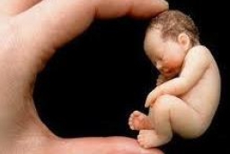 美天主教內部就墮胎議題的關注度產生分歧