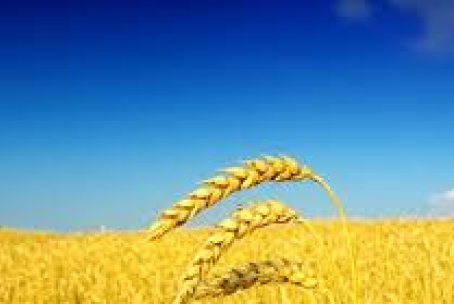 張闊先生 – 金色的麥穗是下垂的 (腓力比書2：5-11)