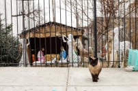 紐約溫馨小景：聖誕馬糟上的流浪貓