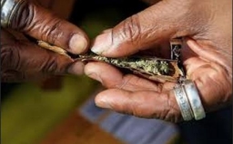 美國科州出售娛樂用大麻合法