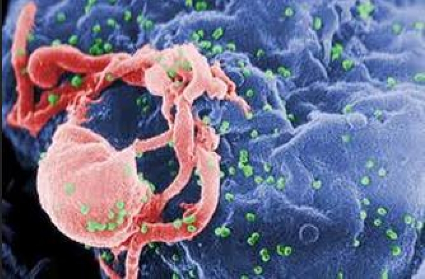 去年HIV數字爆標 逾半為男男性接觸感染