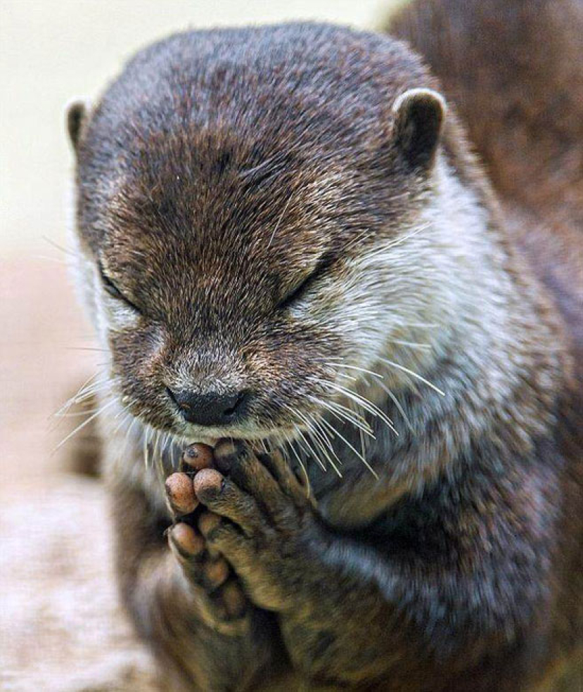 小水獺「謝飯禱告」模樣超可愛