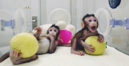 人類扮演上帝？ 中國複製猴違反科學倫理