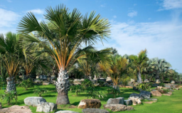 耆老長青宜敬重 牧者喻作棕樹香柏