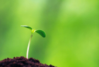 耶穌死亡預兆 牧者證麥子腐爛才長生命