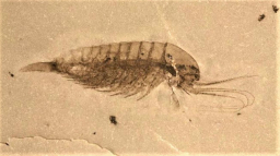 中國發現軟軀體化石群 證聖經洪水席捲全球