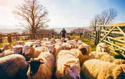牧者證道：信徒辨聲提防假信息