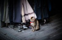 工福明光社10機構呼籲 疫下援助基層家庭