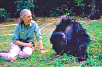 研究「黑猩猩社群」學家獲科研獎 信仰啟蒙物種平等