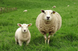 大衛城禱告會：社運青年流失籲父親尋迷羊