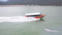 中華白海豚僅餘47條 電影記錄求生與保育