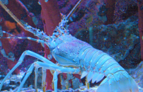 英政府禁活煮龍蝦：殘忍 被嘲胎兒生命都不保