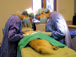 動物離世上天堂？ 神學怎樣說 哀傷輔導解情困