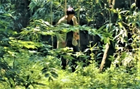 中亞秘密信徒怎樣生活？ 森林藏聖經 染疫遭虐待