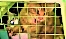 走私名種貓人道毀滅 耶穌怎樣看？