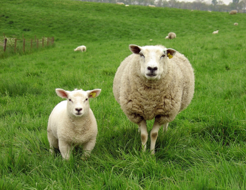 關注離堂信徒 吳振智籲教會恢復「一領一尋羊運動」