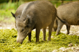 獵殺野豬不人道 動物解放運動源自70年代