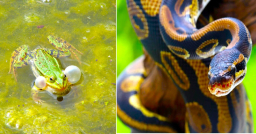 明光社疫下談寵物 動物有靈魂與上帝溝通？