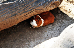 大馬盛行寵物殯葬 十字架送別毛孩