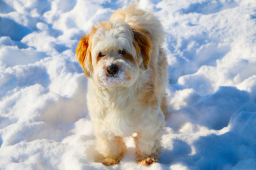 中神《砌神學》探討人與動物關係：寵物在天堂記得飼主？