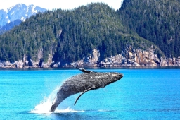 世界海洋日 2040年鯨魚滅種？