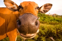 明光社談基因改造 雷競業：未現半豬半牛怪物