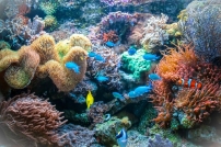 珊瑚挪亞方舟：成功復育3000株珊瑚 體驗聖經保育觀