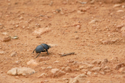 垃圾變資源 張麗萍：不支持極端環保 大自然動態平衡