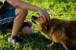 我們的寵物會和我們一起進入天堂嗎?