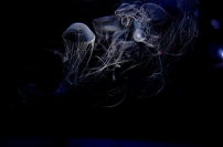 溫偉耀博士的信仰思考（中）為何說大自然的創造者就是《聖經》中的上帝？