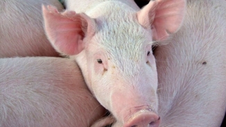Groundbreaking Gene Editing Could Pave Way for Pig Organ Transplants, U.S. Study Reveals