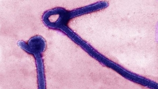 UK Ebola 'Relapse' Case Takes Virus Specialists to Uncharted Waters 