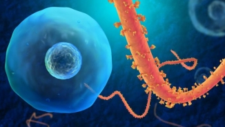 Two New Cases of Deadly Ebola Virus Confirmed in Guinea 