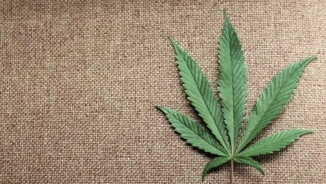 Marijuana Use and Disorders Doubled between 2001 and 2013, According to New Study