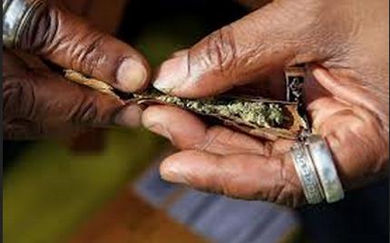 美國科州出售娛樂用大麻合法